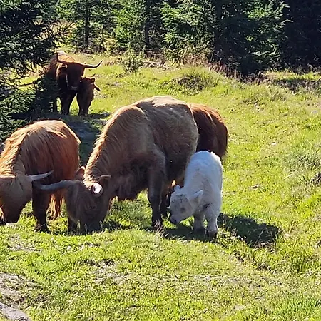 Kastehelmi Huvilat *