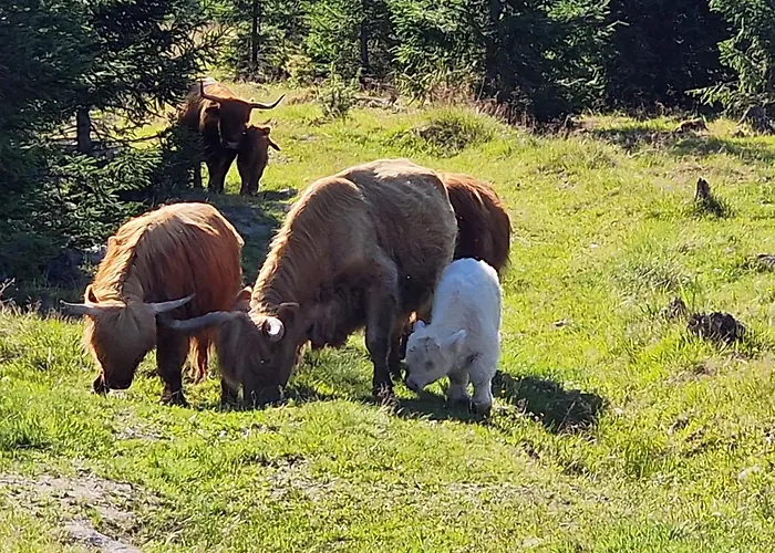 Kastehelmi Huvilat *